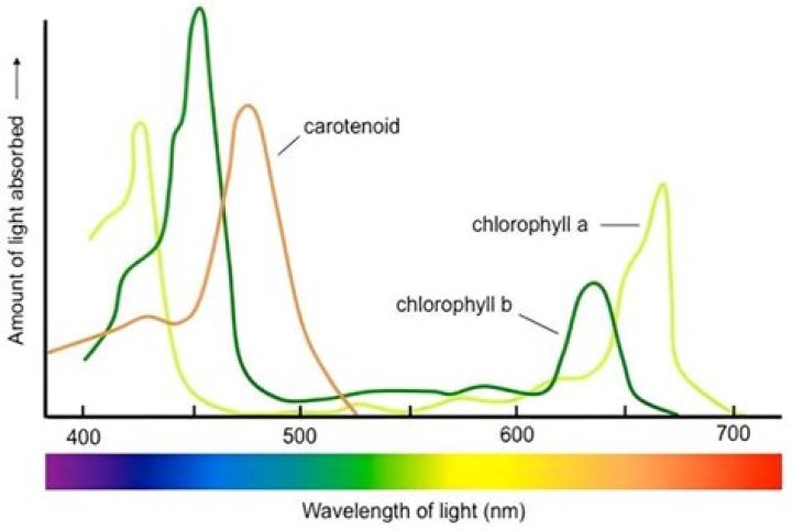 what color of light does chlorophyll absorb