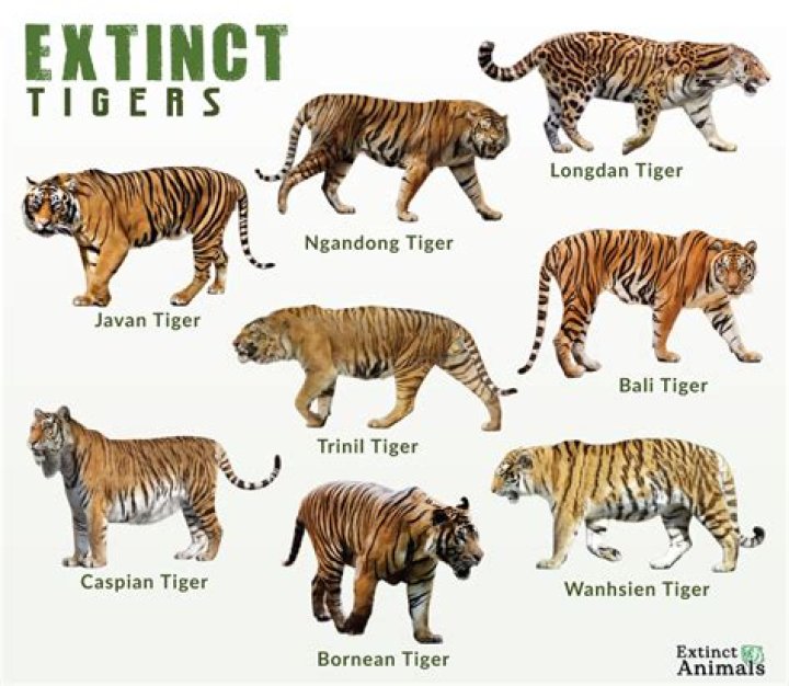 what colors can tigers be