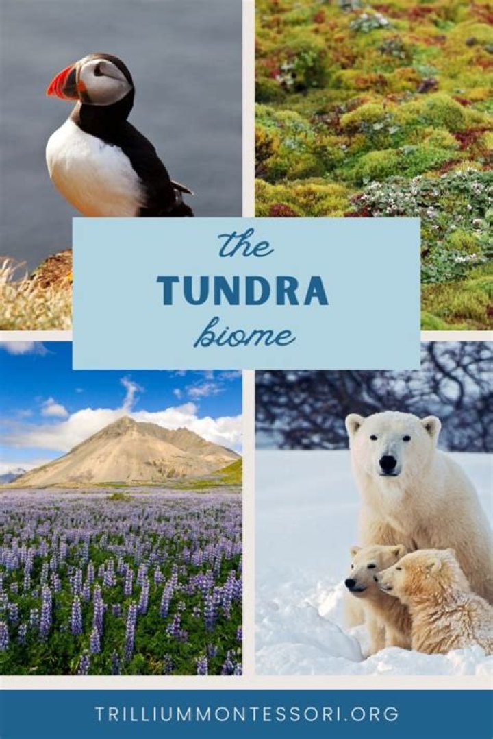 what conditions prevent trees from growing in the tundra