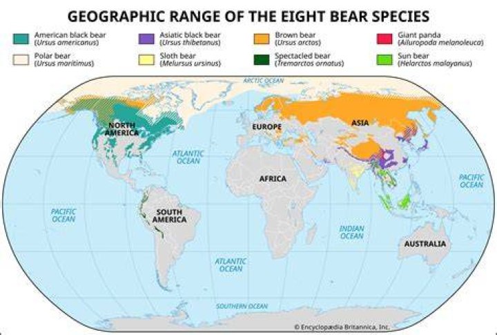 what continent do polar bears live on