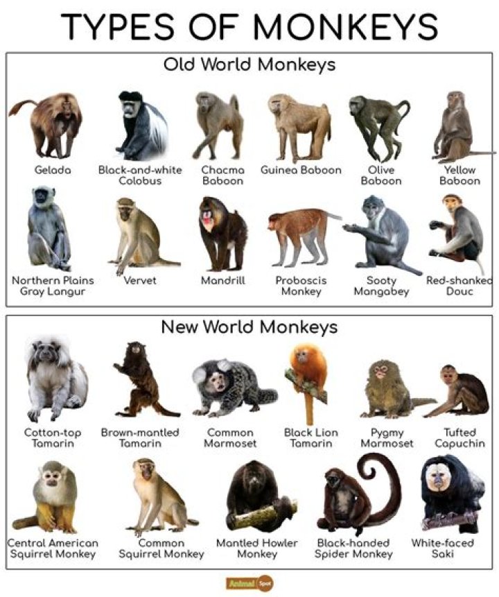 what country has the most monkeys