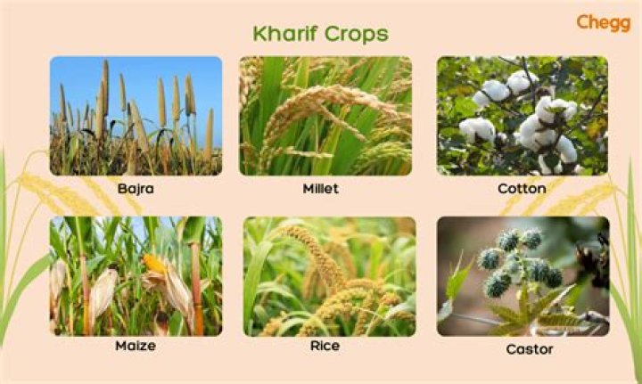 what crop is the south most known for