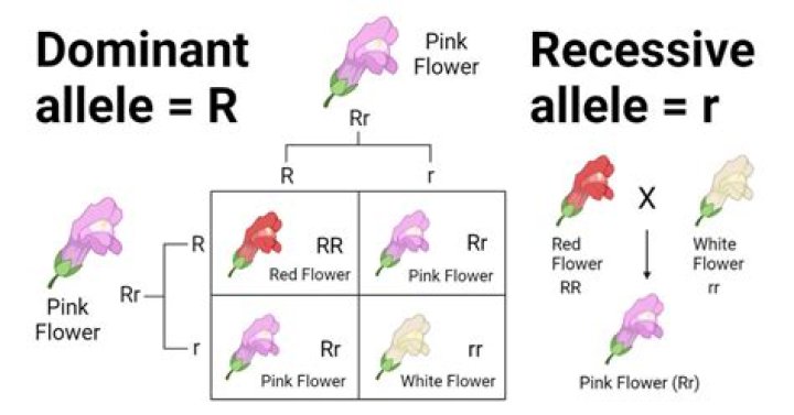 what cross will result in all homozygous recessive offspring