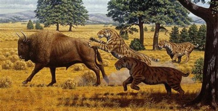 what did saber tooth tigers eat