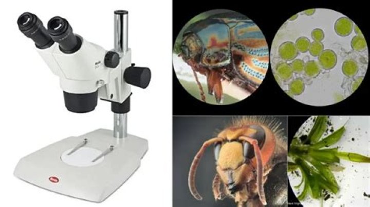 what did scientists observe using the earliest microscopes
