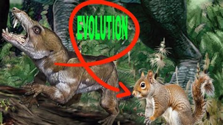 what did squirrels evolve from