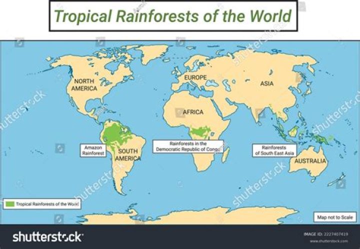 what distinguishes rainforests from temperate forests?