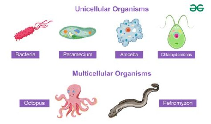 what do all complex multicellular organisms have in common?