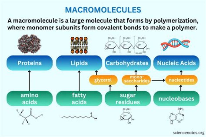 what do all macromolecules have in common