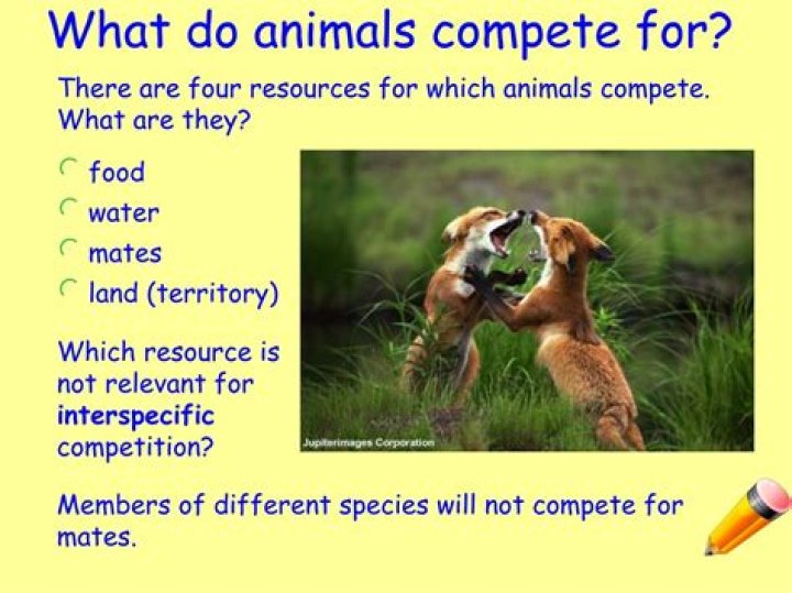 what do animals compete for