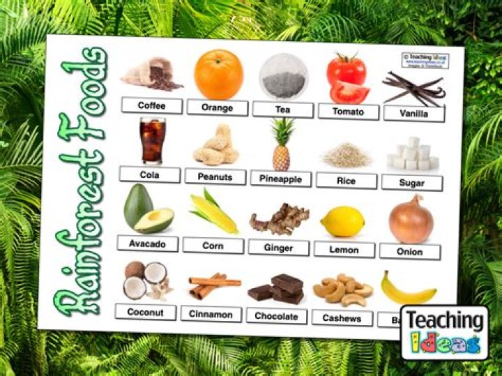 what do animals in the rainforest eat