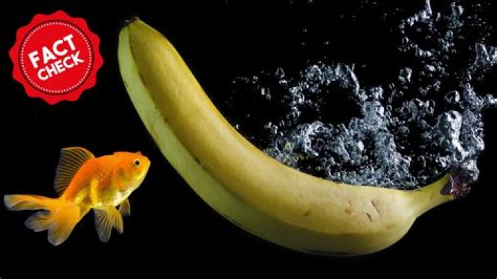 what do artic fish eat