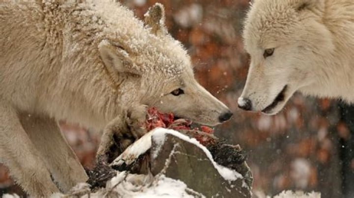 what do baby wolves eat
