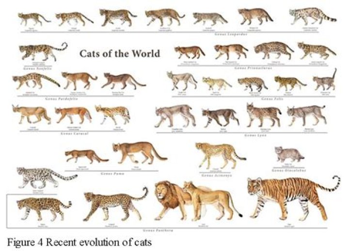 what do big cats look like