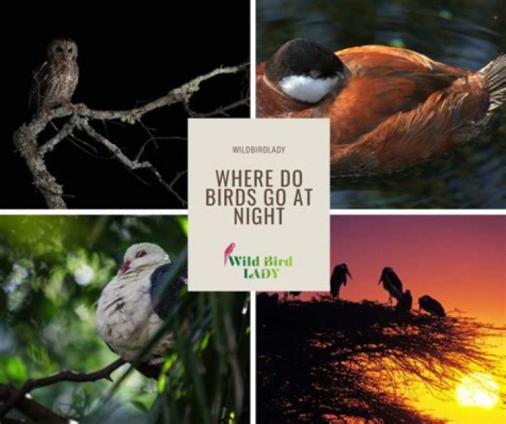 what do birds have - Lisbd-net.com