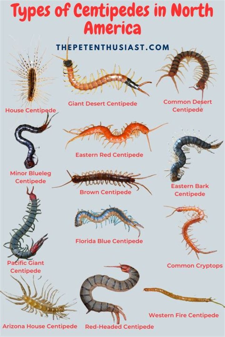 what do centipedes eat? - Lisbd-net.com