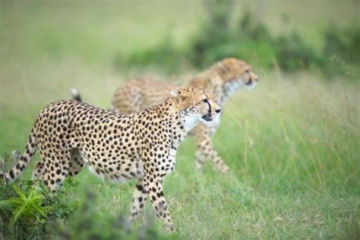 what do cheetahs do during the day