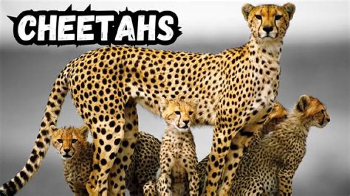 what do cheetahs do - Lisbd-net.com