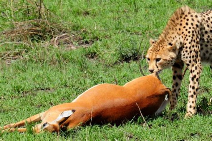 what do cheetahs like to eat