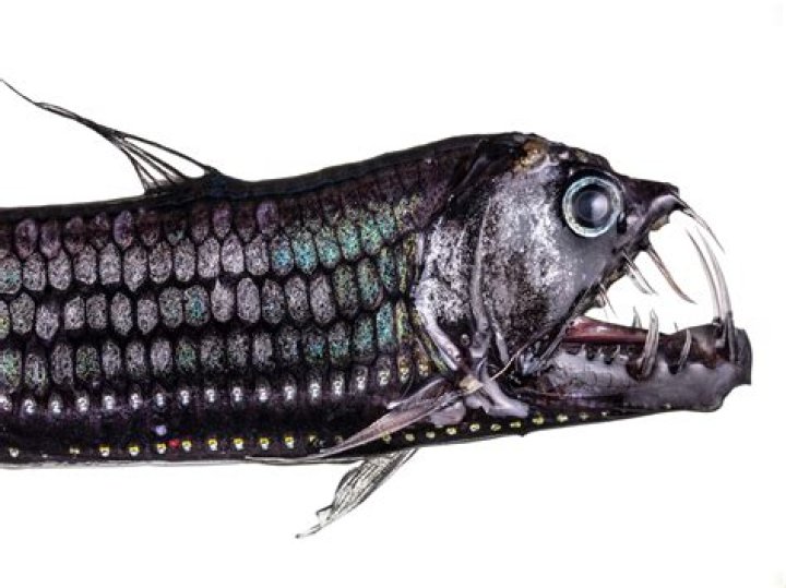 what do deep sea creatures eat