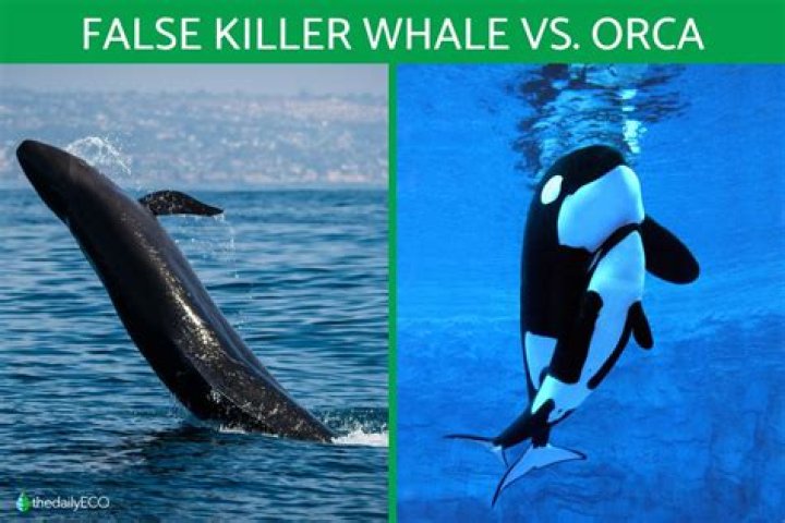 what do false killer whales eat