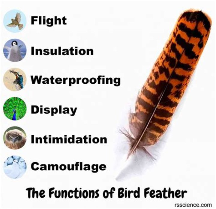 what do feathers do for birds