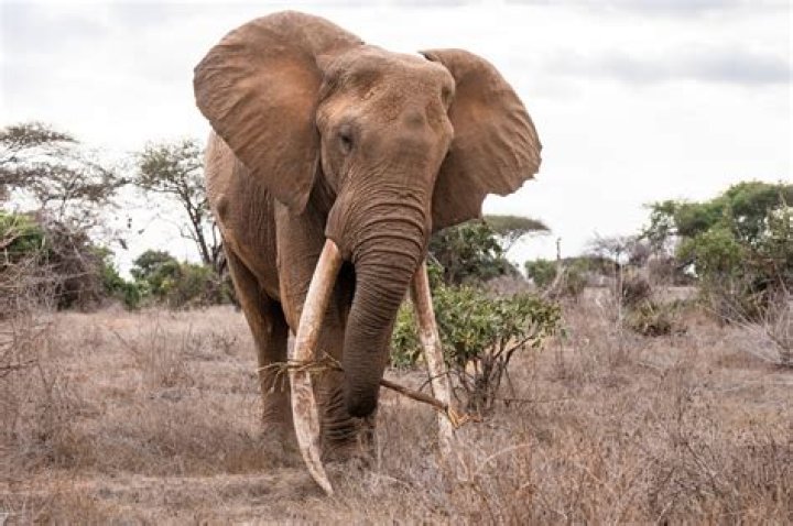 what do grassland elephants eat