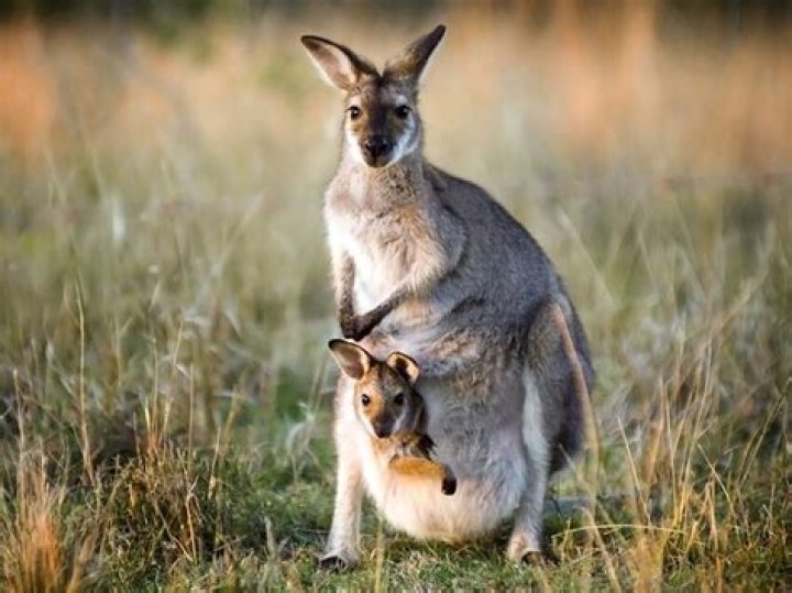 what do kangaroos eat in ark