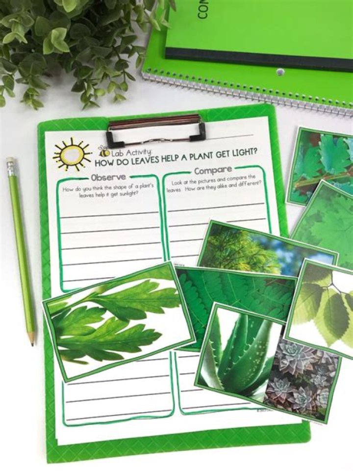 what do leaves do for plants