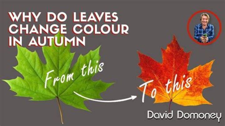 what do leaves do - Lisbd-net.com