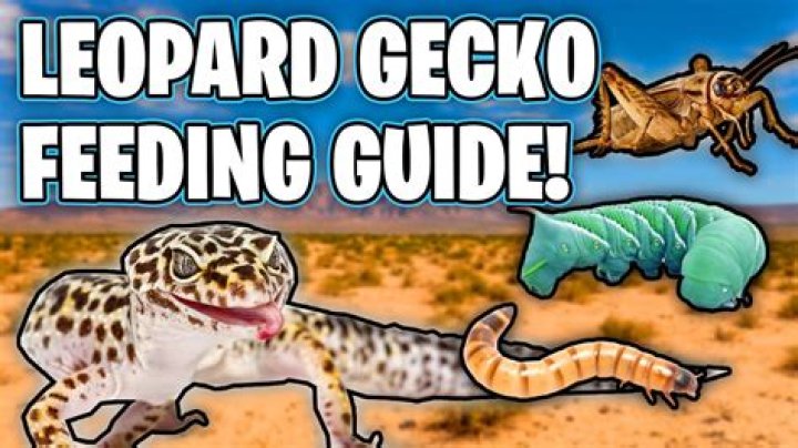 what do leopard lizards eat