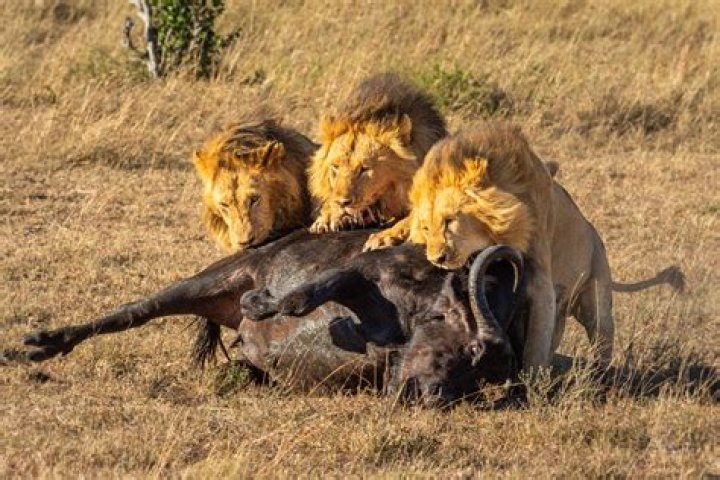 what do lion eat in the wild