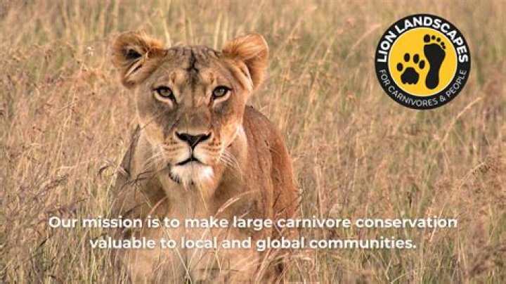 what do lions eat? - Lisbd-net.com