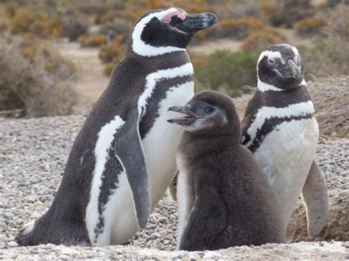 what do magellanic penguins eat