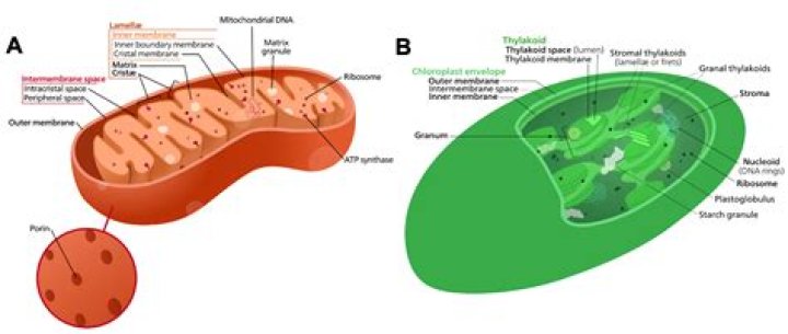 what do mitochondria and chloroplasts have in common