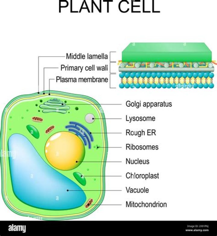 what do mitochondria do in plant cells
