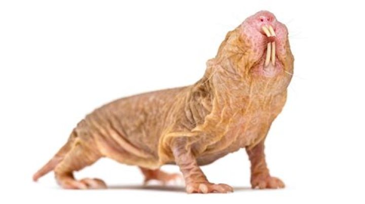 what do naked mole rats eat