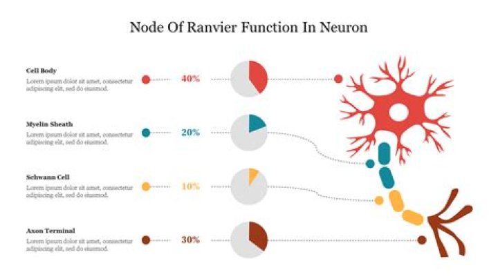 what do nodes of ranvier do