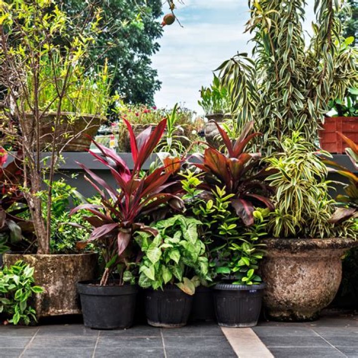 what do plants inhale - Lisbd-net.com