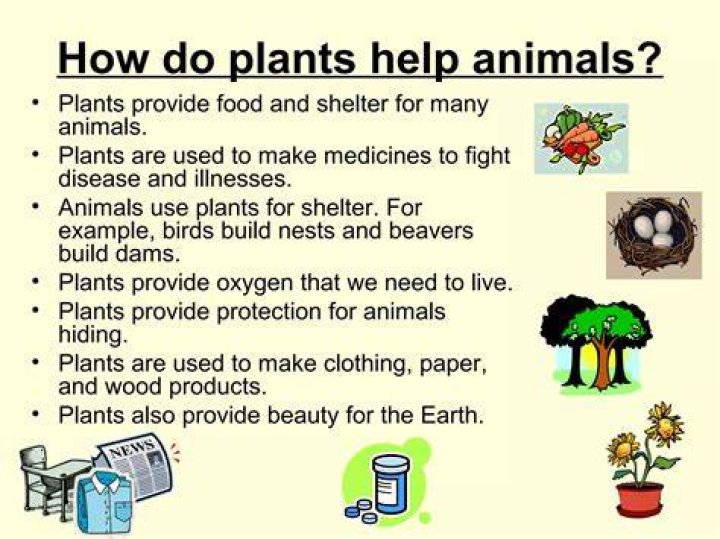 what do plants provide for animals