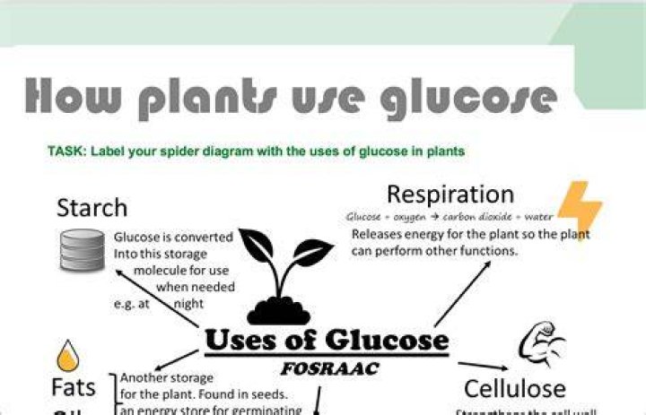what do plants store glucose as