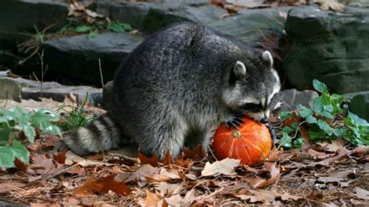 what do raccoons eat in the wild encyclopedia