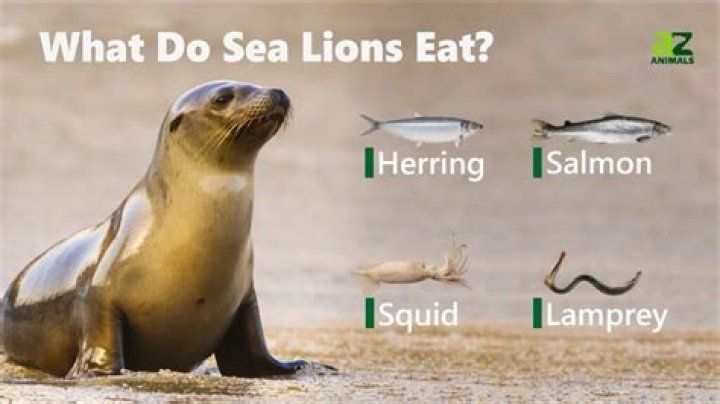 what do sea lions eat
