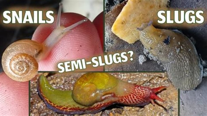 what do sea slugs look like