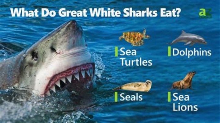 what do sharks eat in the ocean