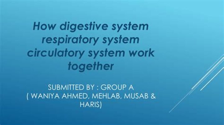 what do the digestive respiratory and circulatory have in common