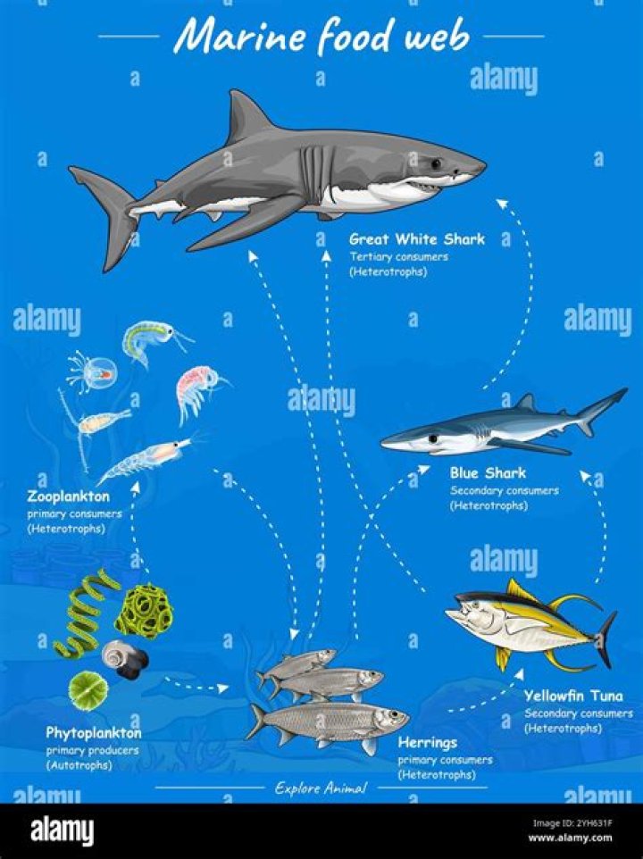 what do tuna eat food chain