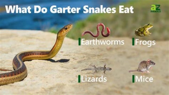 what do wild garter snake eat