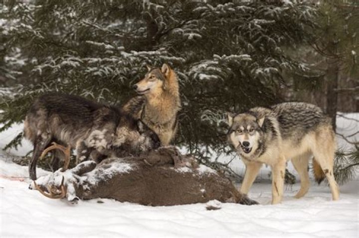 what do wolves eat in the winter