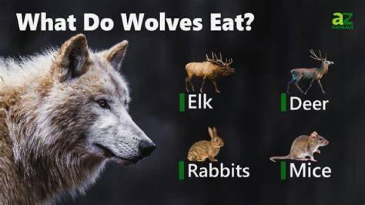 what do wolves eat list